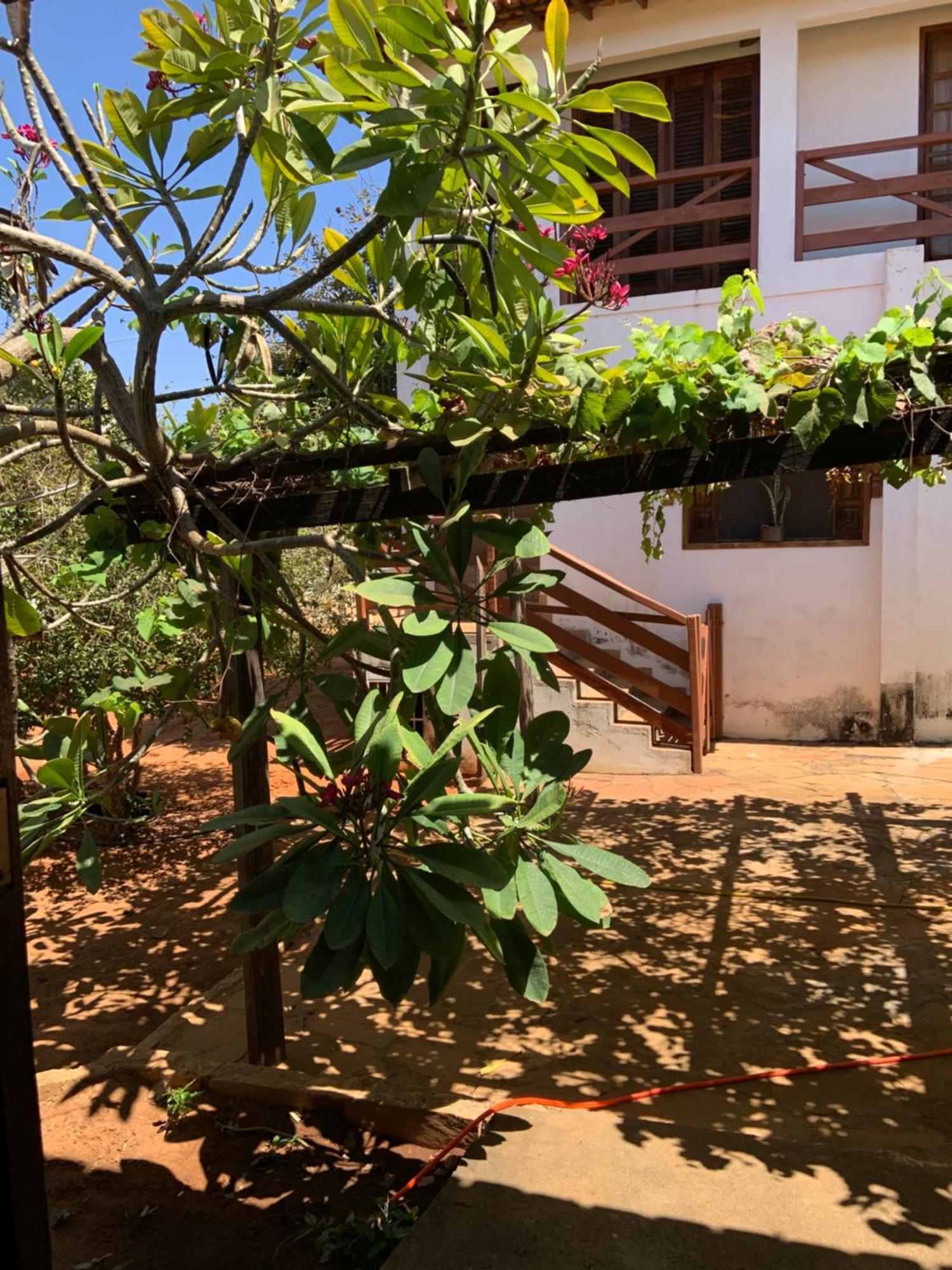 Jabuticabeira - Fazenda Sonho De Infancia * Mato Verde (Minas Gerais)